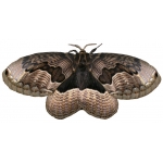 Siberian Owl Moth Brahmaea lunulata Pupae